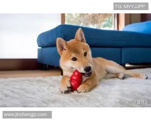 足球明星们的爱犬大揭秘：你不知道的明星与狗狗的温馨故事